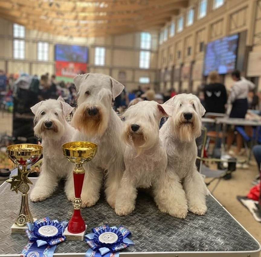 A group of groomed schnauzers from DOGFORMA’s work